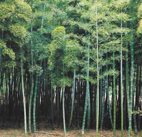 Detail Bamboo Pics Nomer 35