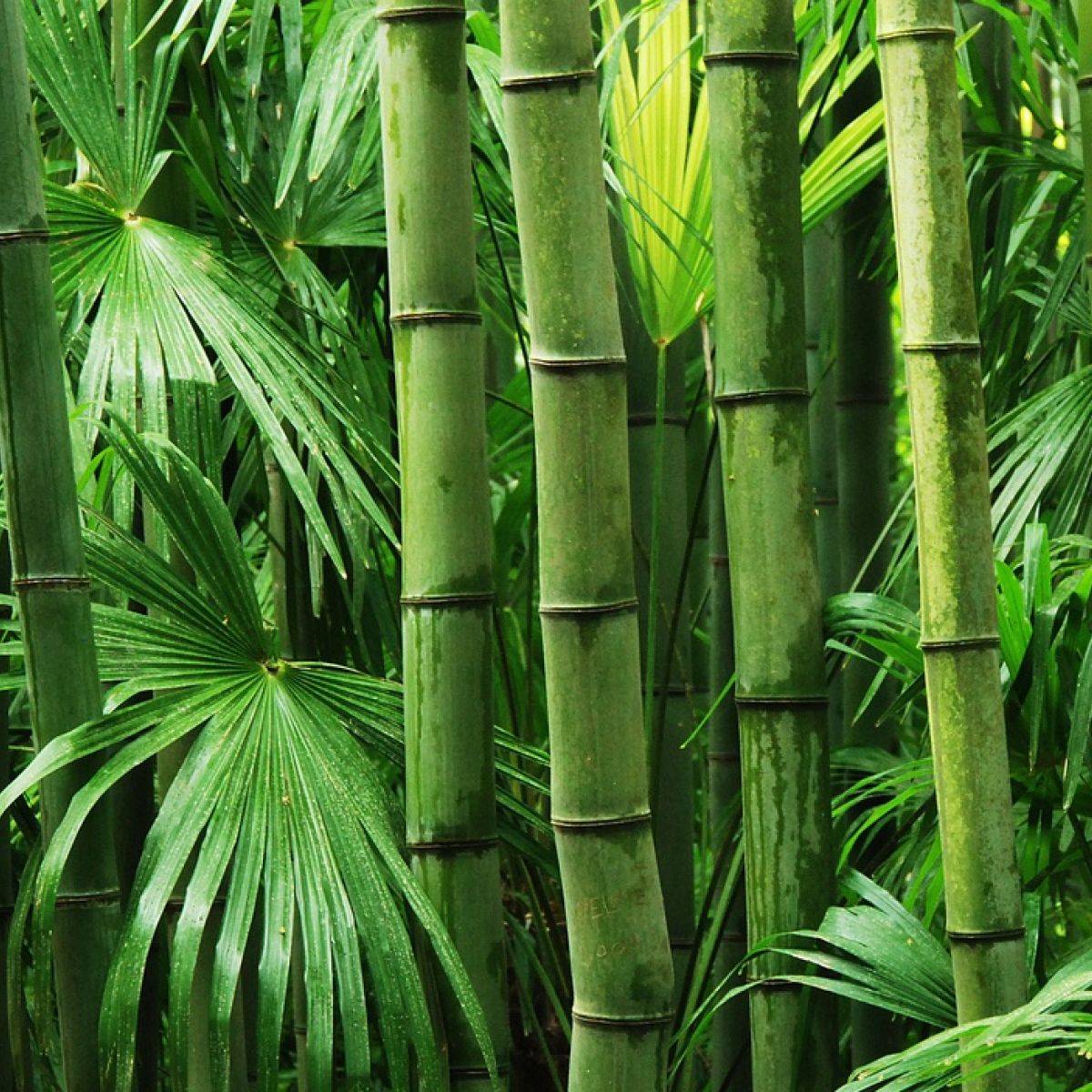 Detail Bamboo Pics Nomer 5