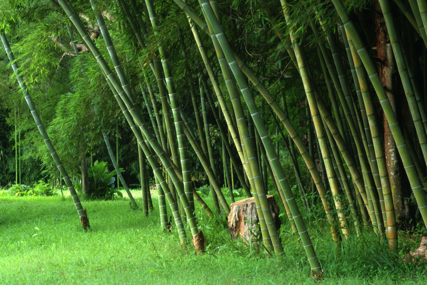 Detail Bamboo Pics Nomer 7