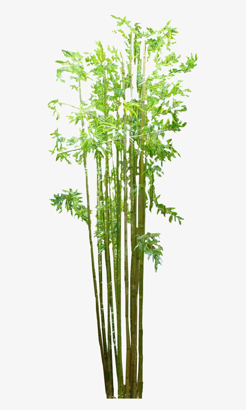 Bamboo Plant Png - KibrisPDR