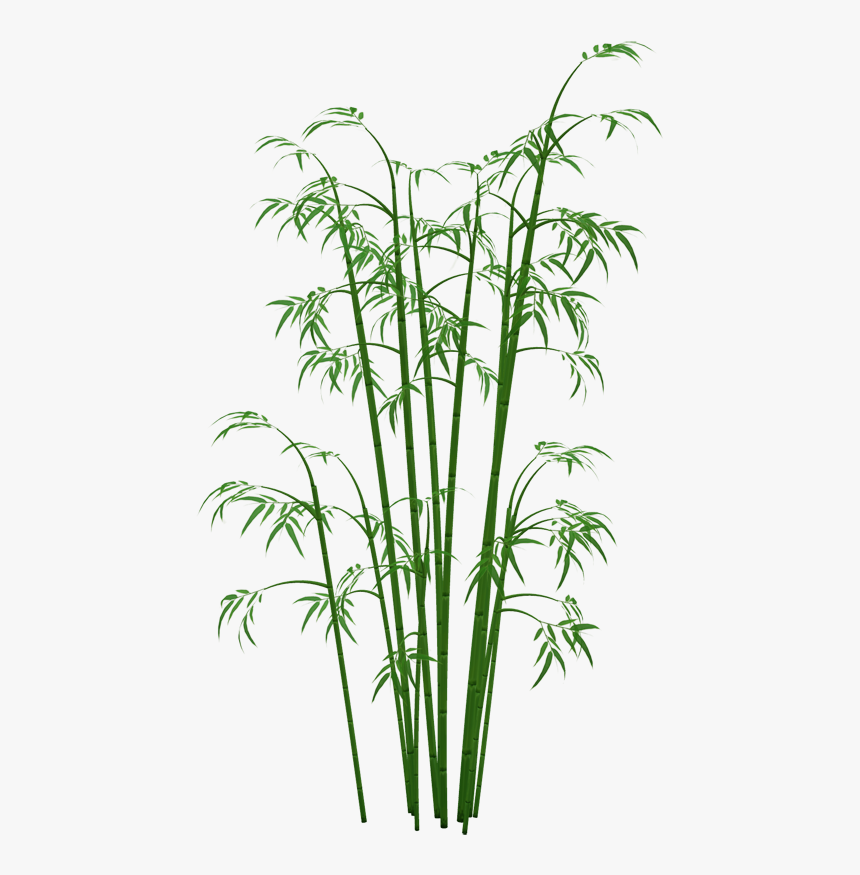 Detail Bamboo Plant Png Nomer 2