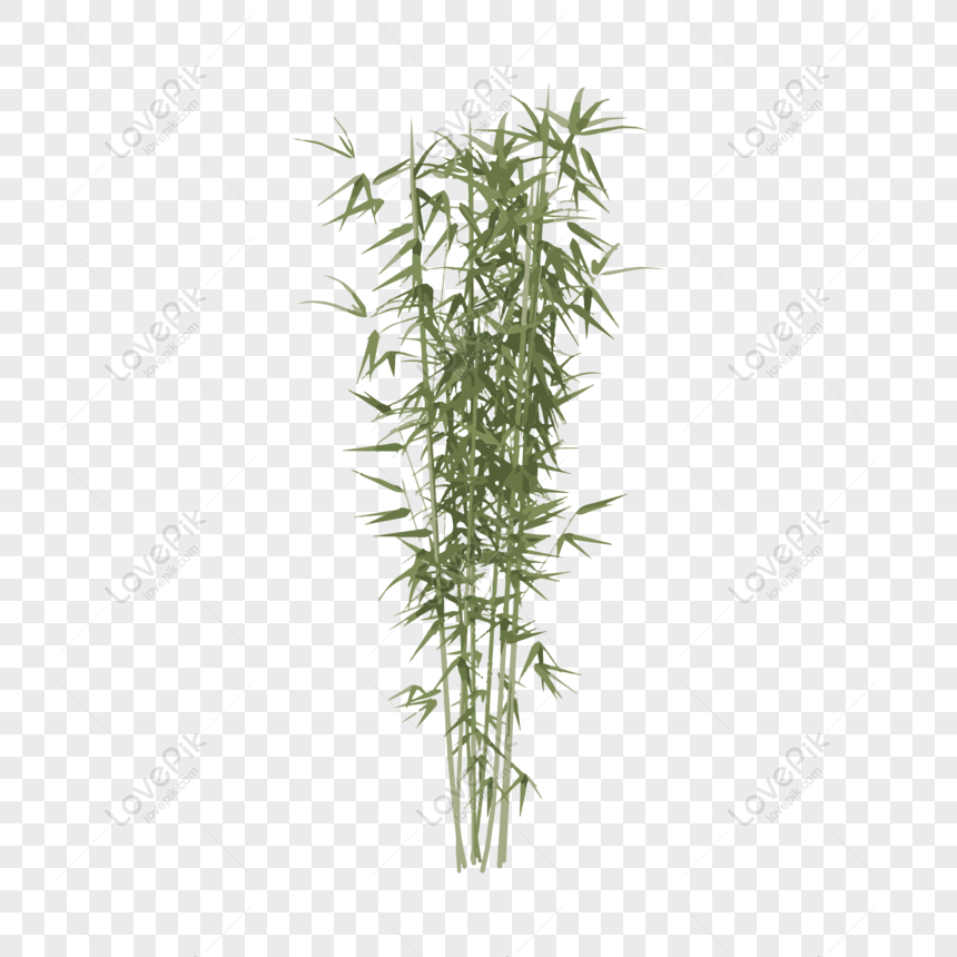 Detail Bamboo Plant Png Nomer 13