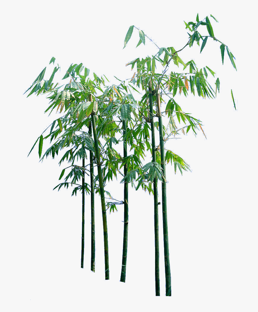 Detail Bamboo Plant Png Nomer 21