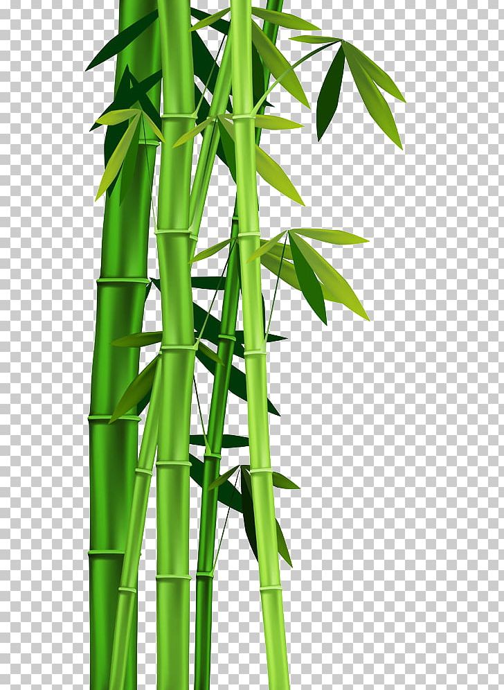 Detail Bamboo Plant Png Nomer 24