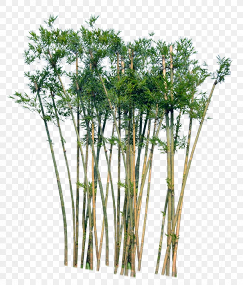 Detail Bamboo Plant Png Nomer 5