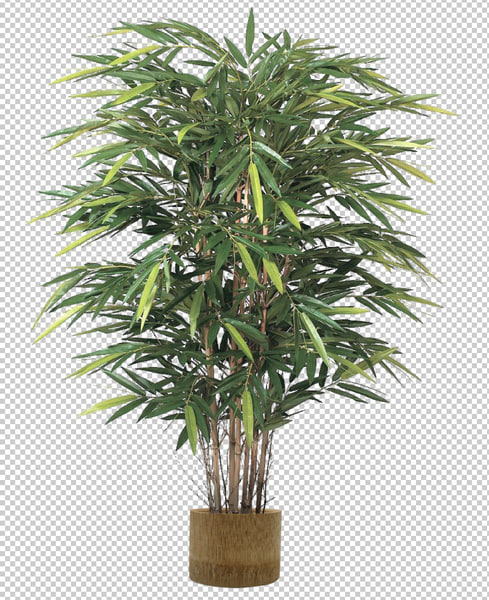 Detail Bamboo Plant Png Nomer 54