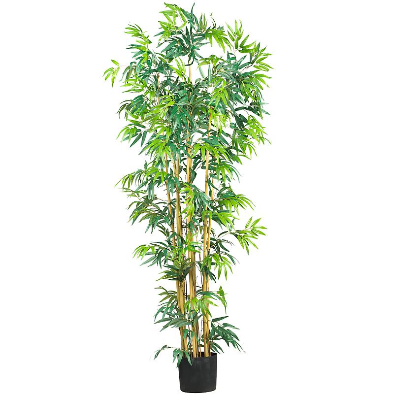 Detail Bamboo Plant Png Nomer 56