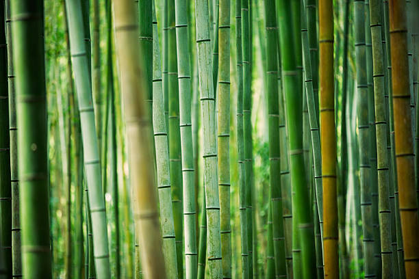 Detail Bamboo Stock Photo Nomer 2