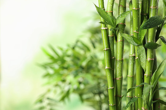 Detail Bamboo Stock Photo Nomer 15