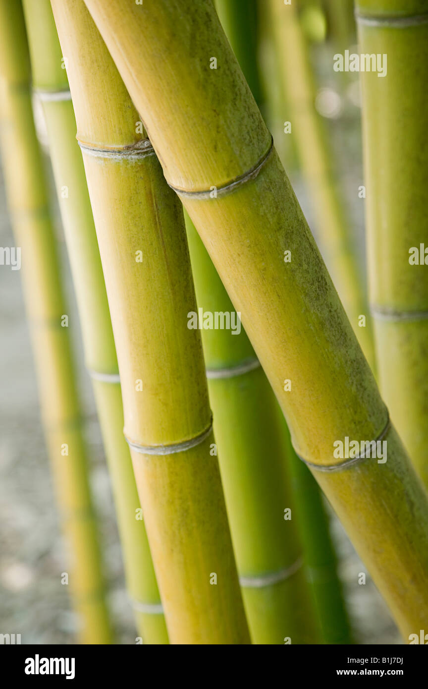 Detail Bamboo Stock Photo Nomer 41
