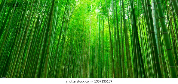 Detail Bamboo Stock Photo Nomer 42