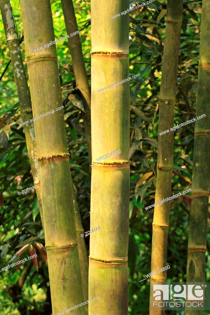 Detail Bamboo Stock Photo Nomer 47