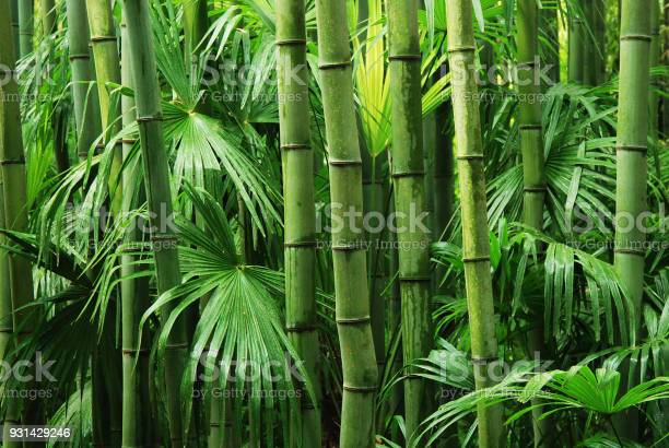 Detail Bamboo Stock Photo Nomer 9