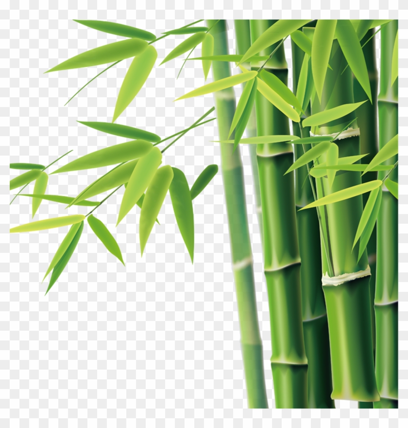 Detail Bamboo Transparent Background Nomer 6