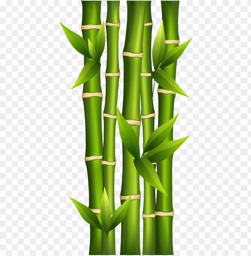 Detail Bamboo Transparent Background Nomer 8
