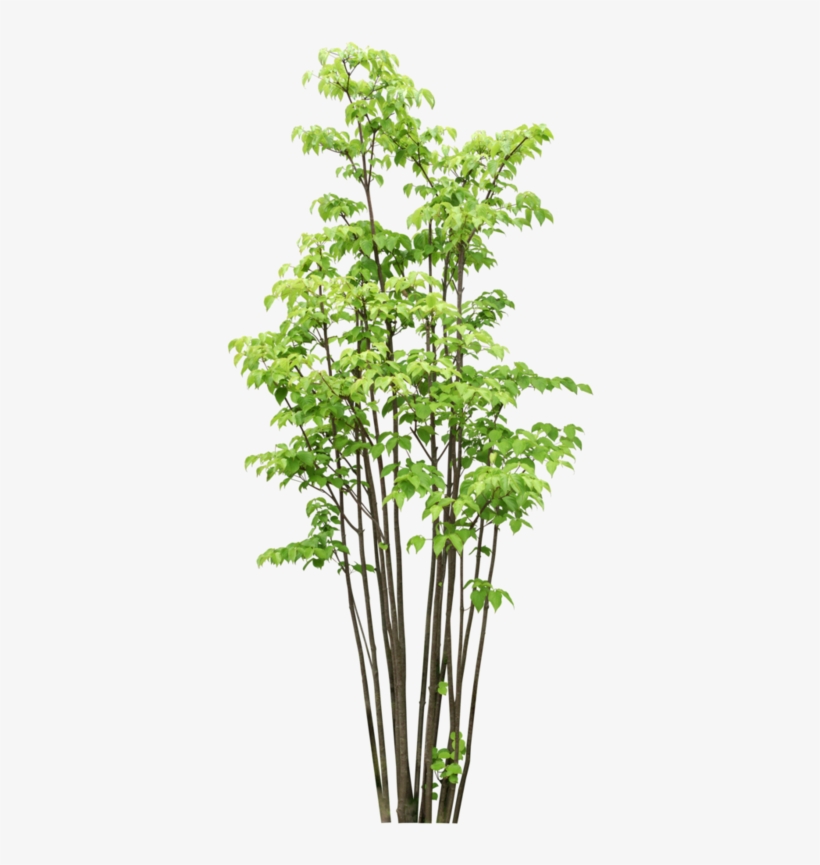 Detail Bamboo Tree Png Nomer 15