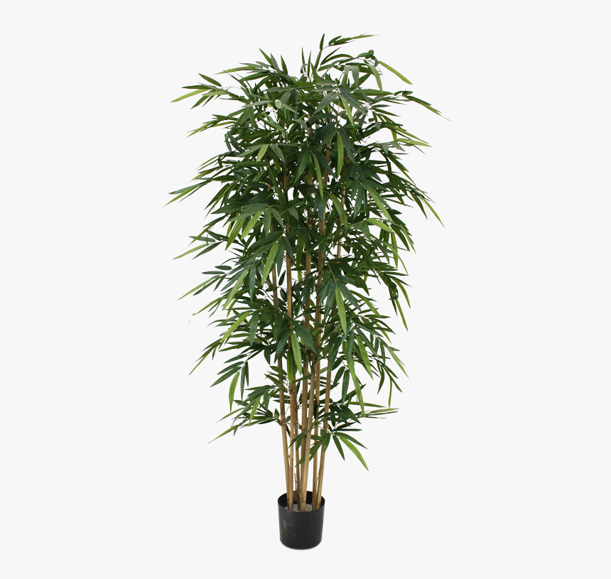 Detail Bamboo Tree Png Nomer 16