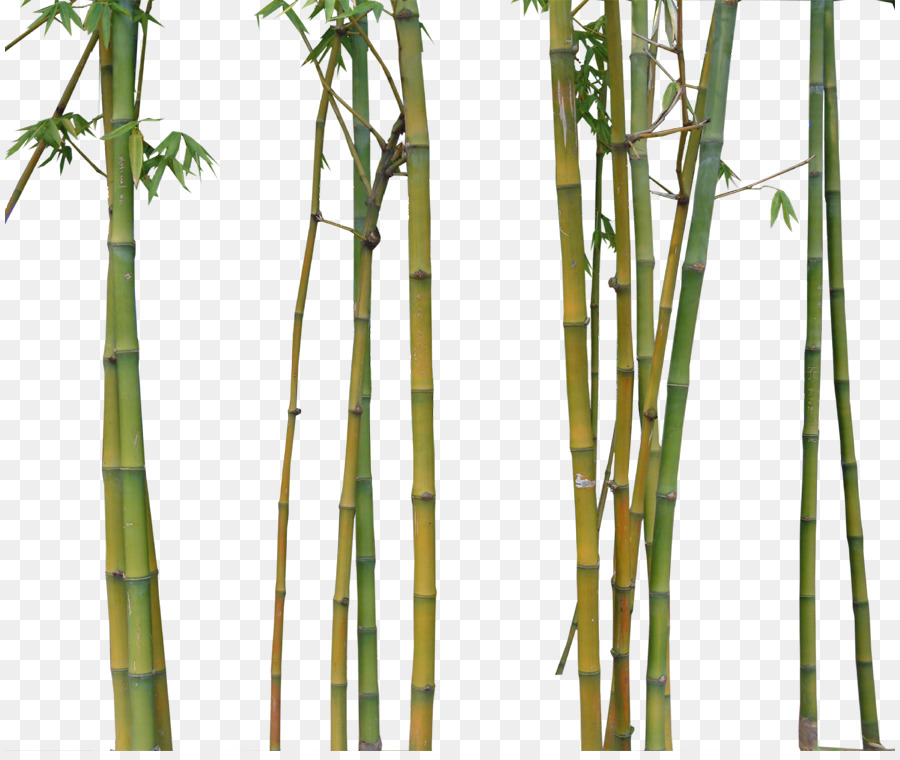 Detail Bamboo Tree Png Nomer 28