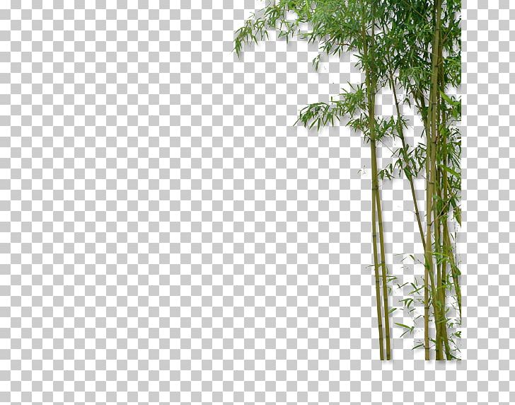Detail Bamboo Tree Png Nomer 43