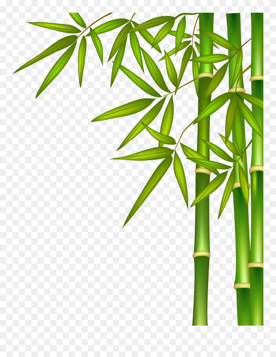 Detail Bamboo Tree Png Nomer 9