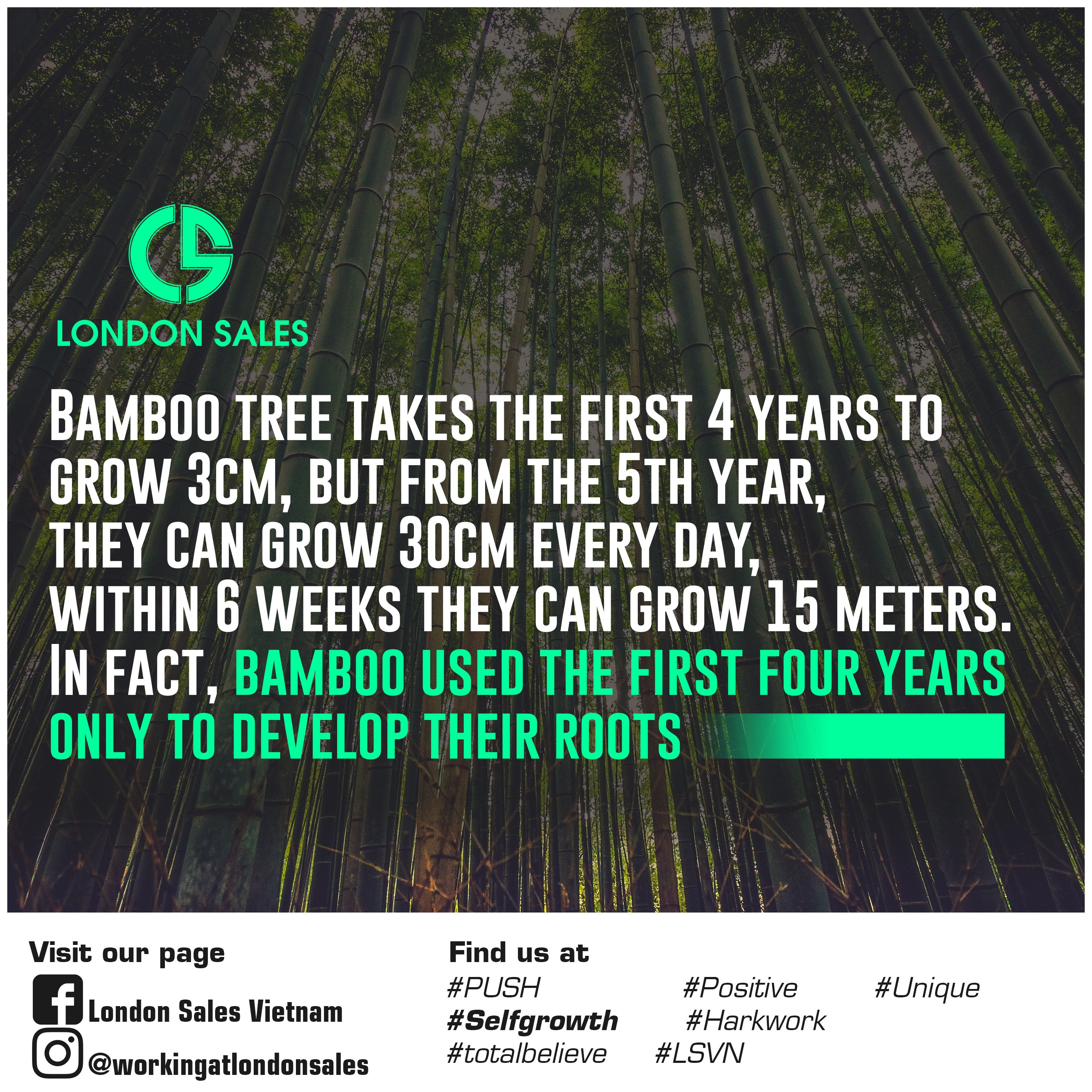 Detail Bamboo Tree Quotes Nomer 8