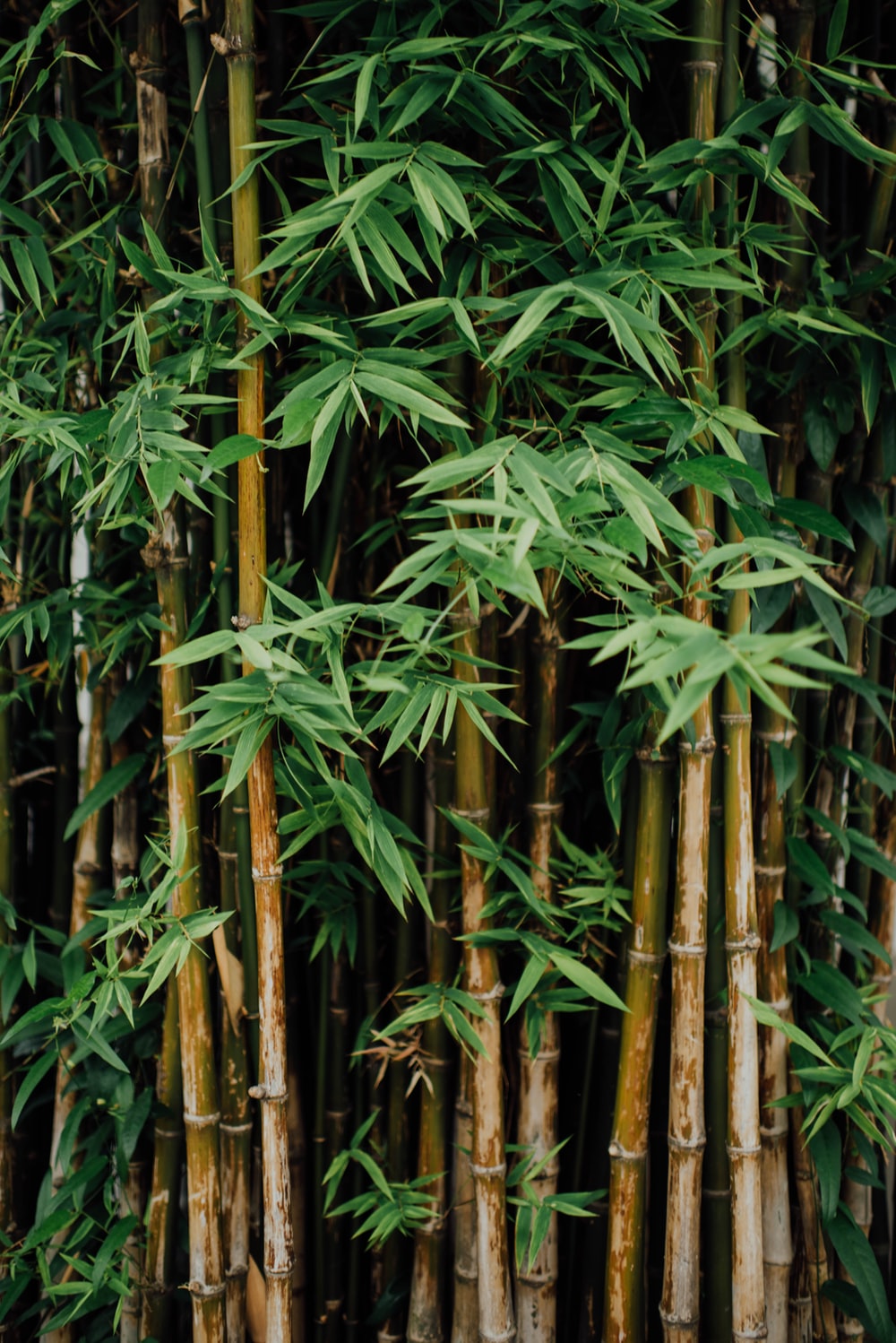 Bamboos Images - KibrisPDR