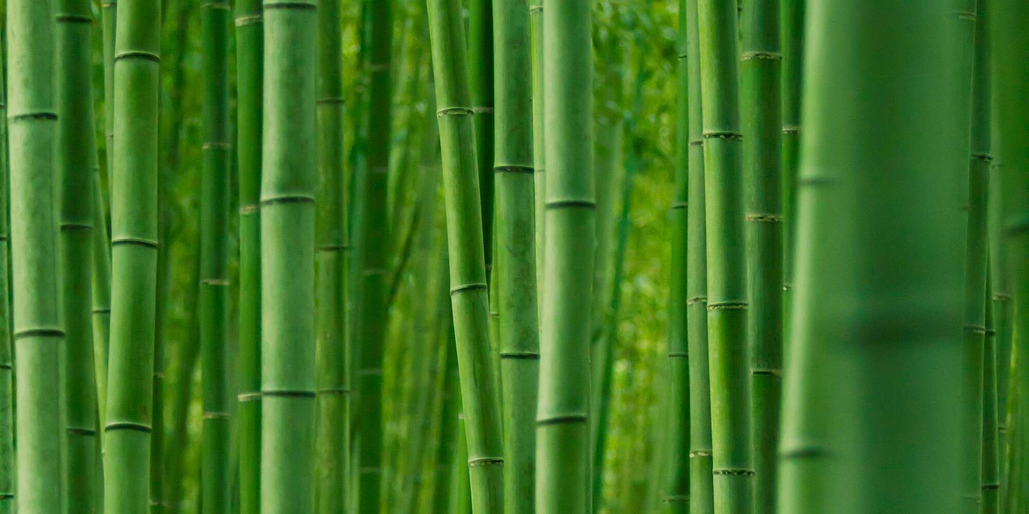 Detail Bamboos Images Nomer 10