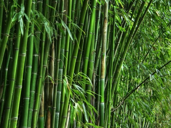 Detail Bamboos Images Nomer 15