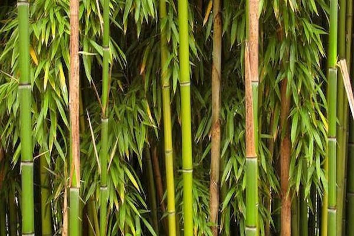 Detail Bamboos Images Nomer 17