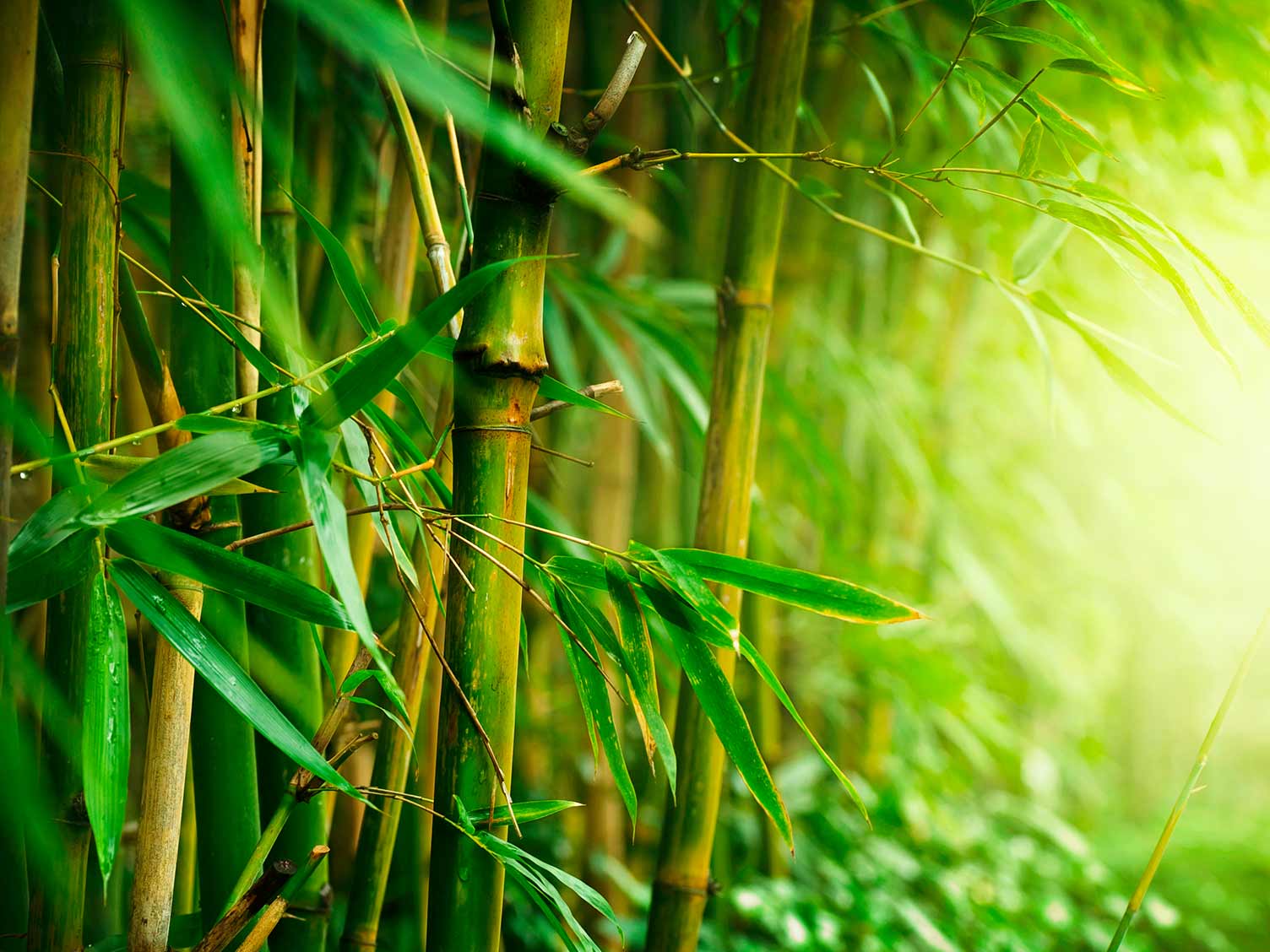 Detail Bamboos Images Nomer 23