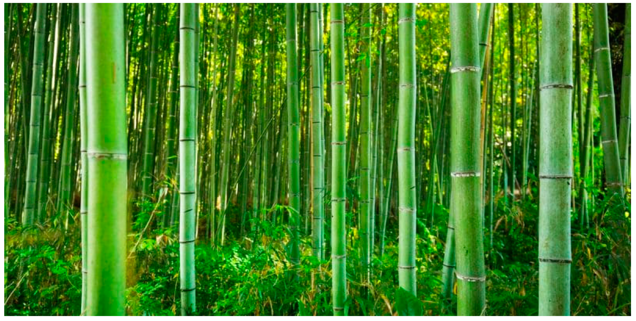 Detail Bamboos Images Nomer 24