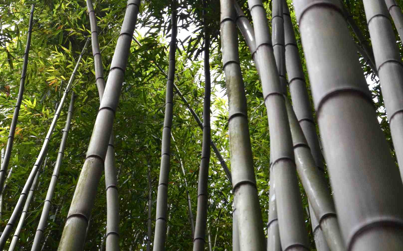 Detail Bamboos Images Nomer 25
