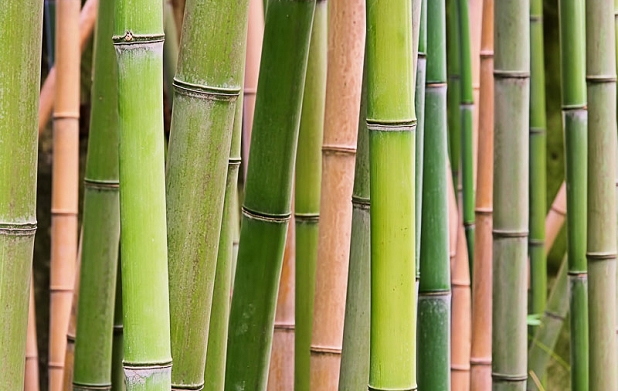 Detail Bamboos Images Nomer 26