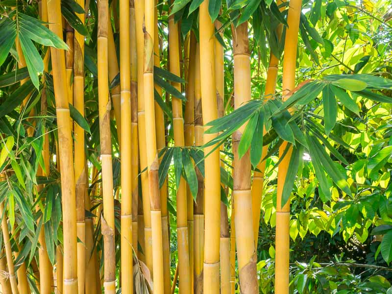 Detail Bamboos Images Nomer 4