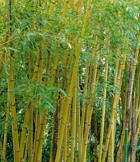 Detail Bamboos Images Nomer 32