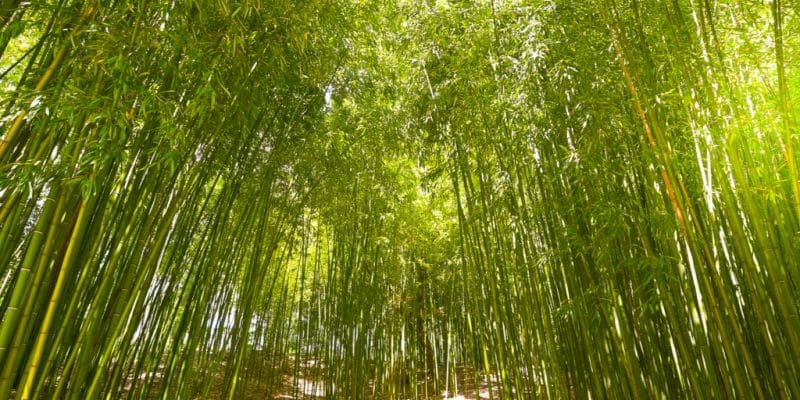 Detail Bamboos Images Nomer 33
