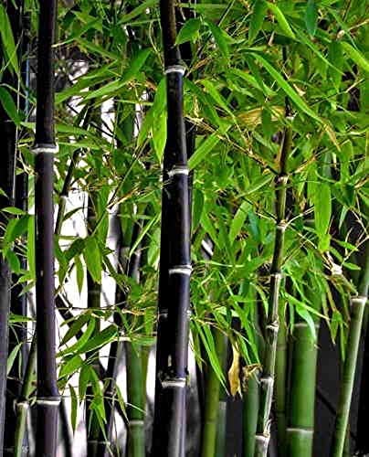 Detail Bamboos Images Nomer 36