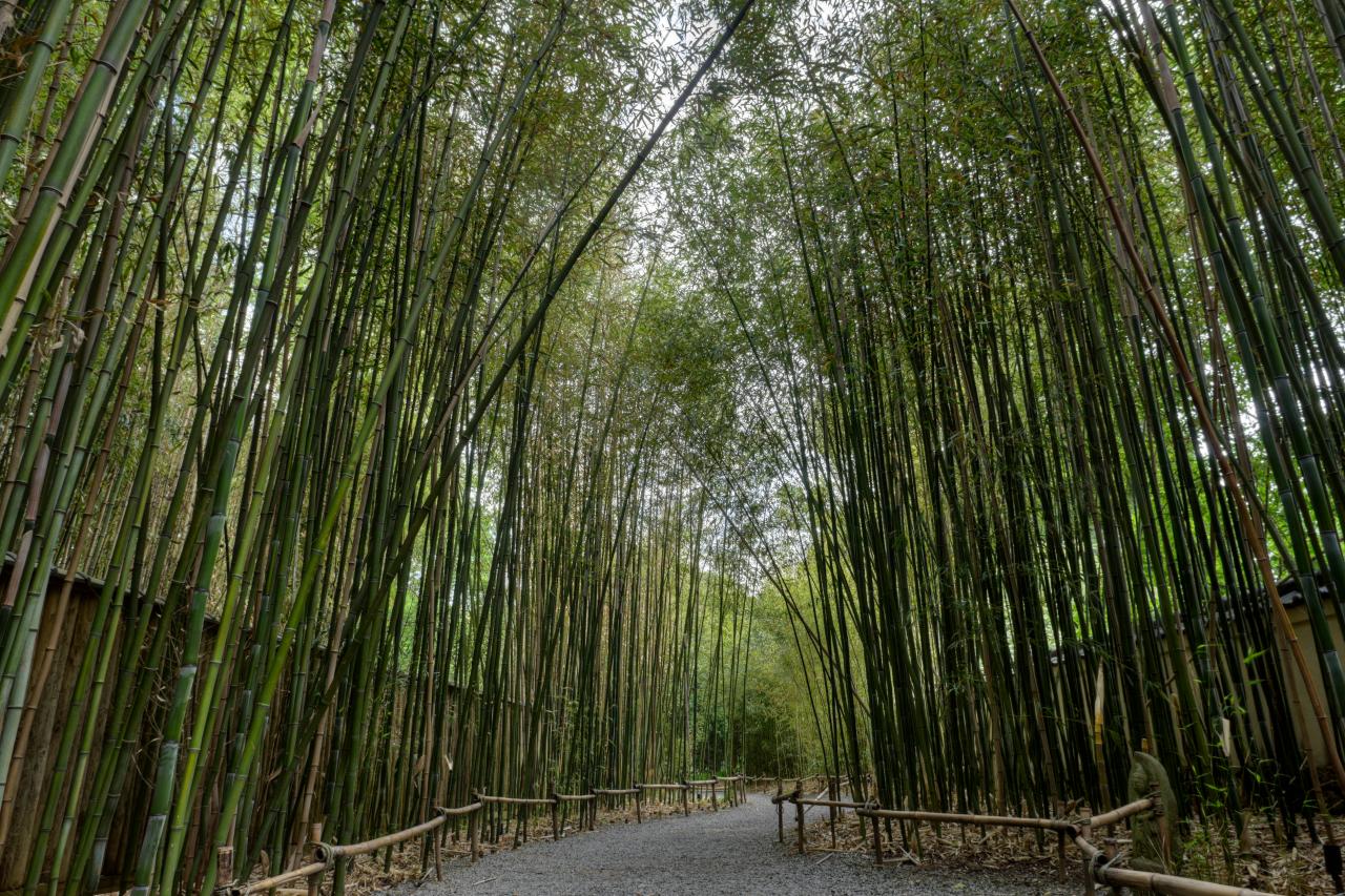 Detail Bamboos Images Nomer 44
