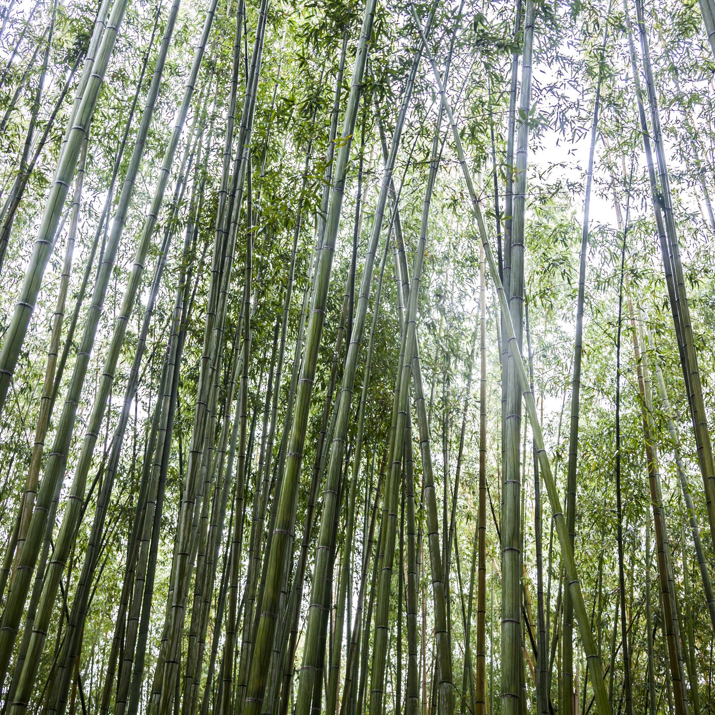 Detail Bamboos Images Nomer 51