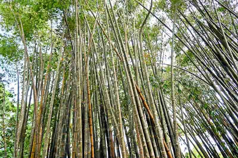 Detail Bamboos Images Nomer 54