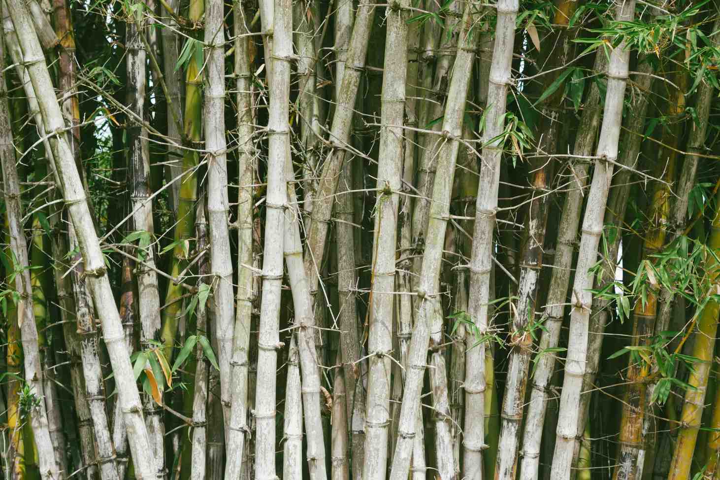 Detail Bamboos Images Nomer 55