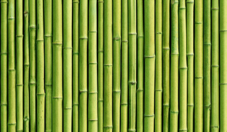 Bambu Background - KibrisPDR
