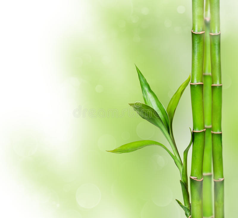 Detail Bambu Background Nomer 35