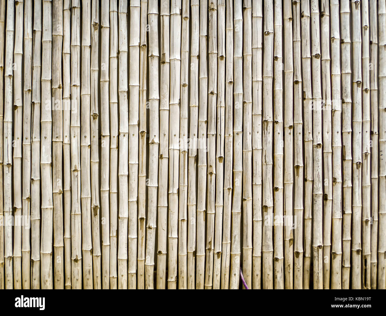 Detail Bambu Background Nomer 49