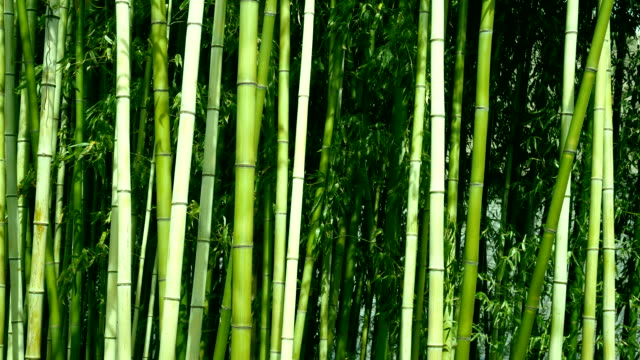 Detail Bambu Background Nomer 56