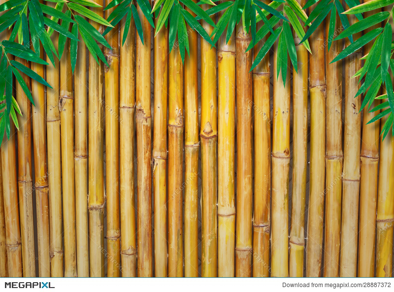 Detail Bambu Background Nomer 10