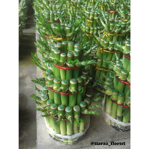 Detail Bambu Cina Kecil Nomer 16