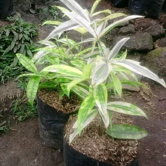 Detail Bambu Cina Kecil Nomer 25