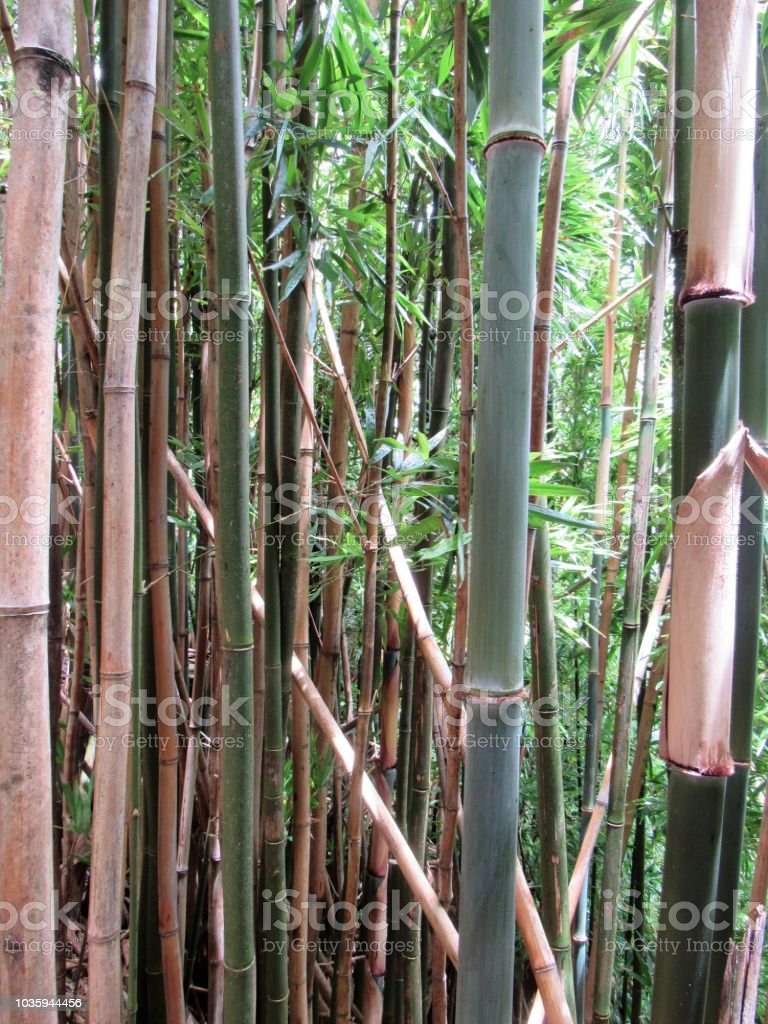 Detail Bambu Cina Kecil Nomer 31