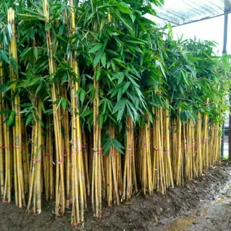 Detail Bambu Hias Kuning Nomer 21